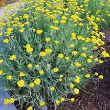 Please contact your local store for product availability. Coronation Gold Yarrow Faller Landscape