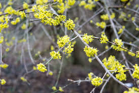 Image result for Cornus mas