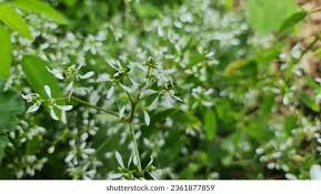 Image result for Euphorbia hypericifolia