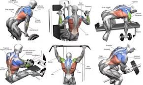 Gym workout chart, philadelphia, pennsylvania. Building Back Muscles 3 Mass Building Back Exercises Back Exercises Back Workout Routine Gym Back Workout