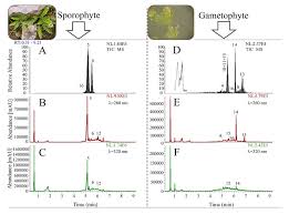 Image result for Menisorus pauciflorus