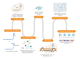 The increase in geriatric population and augmented spending on research and development for offering viable alternatives to traditional healthcare options is propelling the growth in the market. Genome Editing Of Human Pluripotent Stem Cells Using The Arcitect Crispr Cas9 System