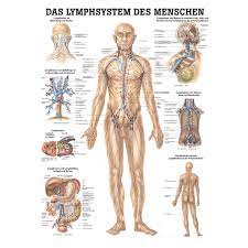 Der atlas mit seinen über 1.400 abbildungen umfasst die gesamte makroskopische anatomiedes menschen in einem band. Anatomische Lehrtafel Das Lymphsystem Des Menschen 34 X 24 Wissenladen De