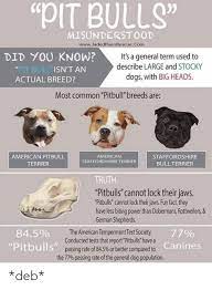 25 Best Memes About American Pitbull American Pitbull Memes
