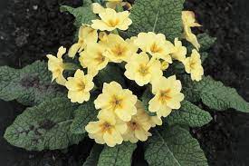How To Grow Primrose Indoors Indoor Flowers Primrose Plant Indoor Orchid Care