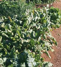 We did not find results for: Step 2 Plan Your Garden Layout Illinois Vegetable Garden Guide University Of Illinois Extension