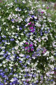 Image result for lobelia combine composition