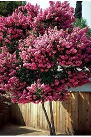 The flowering almond is a small tree or large shrub that grows 12 ft. Best Dwarf Trees For Small Space Landscaping Flowering And More Davey Blog