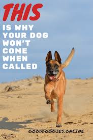 This Is Why Your Dog Won T Come When Called Dog Training Tips Good Doggies Online Dogs