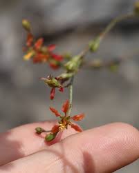 Image result for Hermannia floribunda