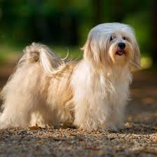 If you are planning to look for this dog breed, the average havanese price is between $1,000 to $1,500 for a purebred puppy. Havanese Puppy For Sale Home Facebook