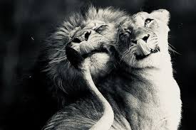 Epingle Par Heidi Jiles Blake Sur Roxie The Lion Hearted Girl Lion