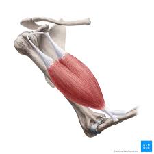 Shoulder flexion is movement of the shoulder in a forward motion. Eccentric Muscle Contraction Examples Kenhub