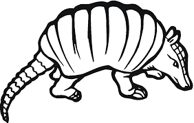 The armadillo is a unique creature. Armadillo Coloring Pages Armadillo Co Printable Coloring4free Coloring4free Com