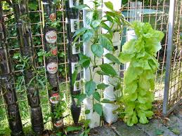 We did not find results for: Container Gardening Page 12 Desertification