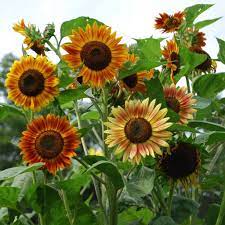 Sunflower Evening Sun Organic Dark Centers Are Ringed By A Wide Range Of Vibrant Outside Colors Reminiscent Of A Set Flower Seeds Full Sun Flowers Sunflower
