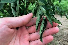 Even better, if you have a south. Tomato Plant Leaves Curling How To Fix It Tomato Geek
