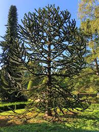 Die chilenische araukarie, liebevoll auch andentanne, chiletanne, schlangenbaum, schuppentanne, affenschwanzbaum oder chilenische schmucktanne. Chilenische Andentanne Araucaria Araucana Gunstig Online Kaufen