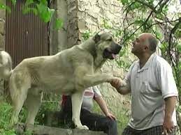 Read our online guide complete with pics and info on characteristics, health and life style. Armenian Gampr Dog Puppy Hound Chien Perro Hond Hund Cane Koira Dogs Puppies Pup Pooch Huge Dogs Dog Breeds Wolfhound