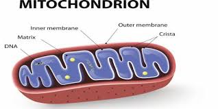 The cells that contain the most mitochondria are the fat and muscle cells. Mitochondria Definition With Functions Qs Study