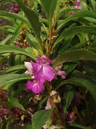 Image result for Impatiens psychadelphoides