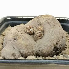 Image result for Pterodiscus angustifolius