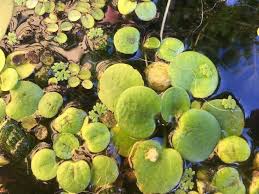 Image result for Hydrocharitaceae