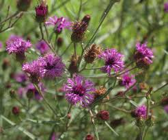 Image result for Vernonia hirsuta