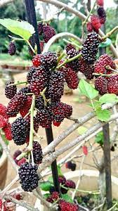 Pokok long red mulberry taiwan. Pokok Mulberry Boleh Berbuah Lebat Syaratnya Kena Buat Teknik Ni Keluarga