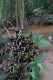 Image result for Renealmia africana