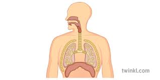 It is made up of several organs and structures that transport air into and out of the lungs, exchanging oxygen with carbon dioxide. Human Respiratory System Illustration Twinkl