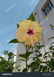 Image result for Hibiscus aponeurus