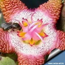 Image result for Eulophia flavopurpurea