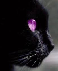 Beautiful Black Cat With Purple Eyes Pounce Purple Cat Pets Black Cat Tattoos