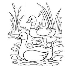 18 nov, 2020 posting komentar. 81 Gambar Bebek Berenang Kartun Hd Gambar Pixabay