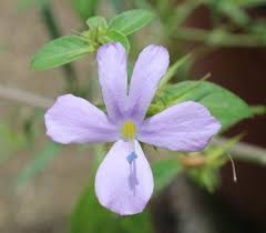 Image result for Barleria setosa