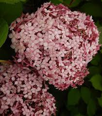 Image result for Hydrangea arborescens Pink Anabelle