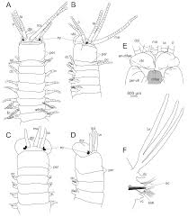 Se interzice oprirea voluntară a vehiculelor:… e) pe trecerile pentru pietoni ori la mai puţin de 25 m înainte şi după acestea oug 195/2002. Diversity Free Full Text The Current State Of Eunicida Annelida Systematics And Biodiversity Html