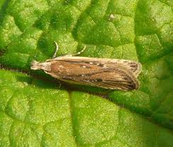 Image result for Nothris verbascella