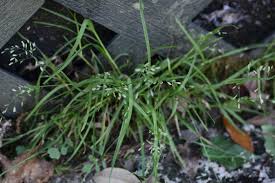 Image result for Poa annua