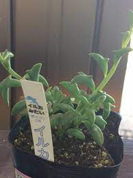 Maybe you would like to learn more about one of these? Dolphin Succulents Are The Latest Craze In Japan
