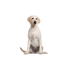 Looking for a puppy or dog in wisconsin? Labrador Retriever Puppies Petland Racine Wi