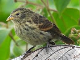 Image result for Nidorella pinnata