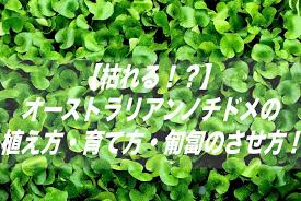 もう枯らさない オーストラリアンノチドメの植え方 育て方 匍匐のさせ方 クローバー しょーとかっとブログ