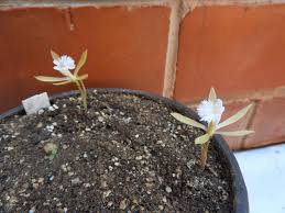 Image result for Nervilia crociformis