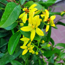 Image result for Tristellateia