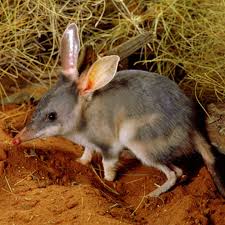 Für einen stabileren halt kannst du die osterhasen auch aus fotokarton basteln (siehe weiter unten). Bilby Osterhase Mit Russelnase Geolino