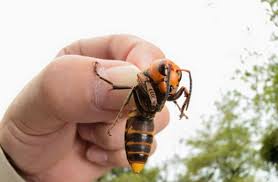 Black And White Wasp Like Insect Uk Asian Hornets Headed To The Uk Asian Giant Hornet Japanese Giant Hornet Hornet