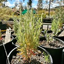 Image result for Indigofera oxalidea