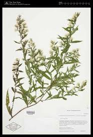 Image result for Sium repandum
